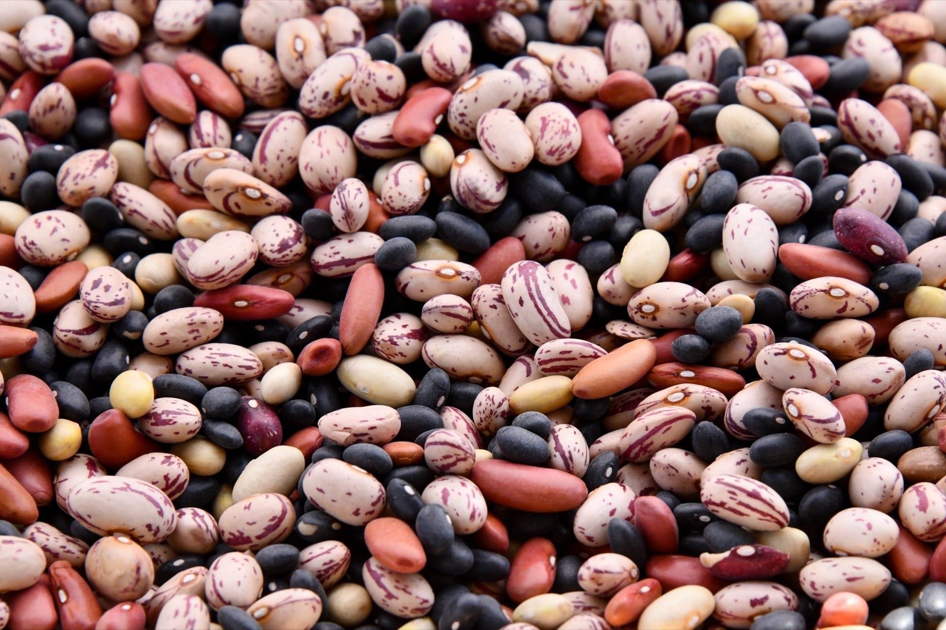 Primer plano de habas de distintos colores cosechadas