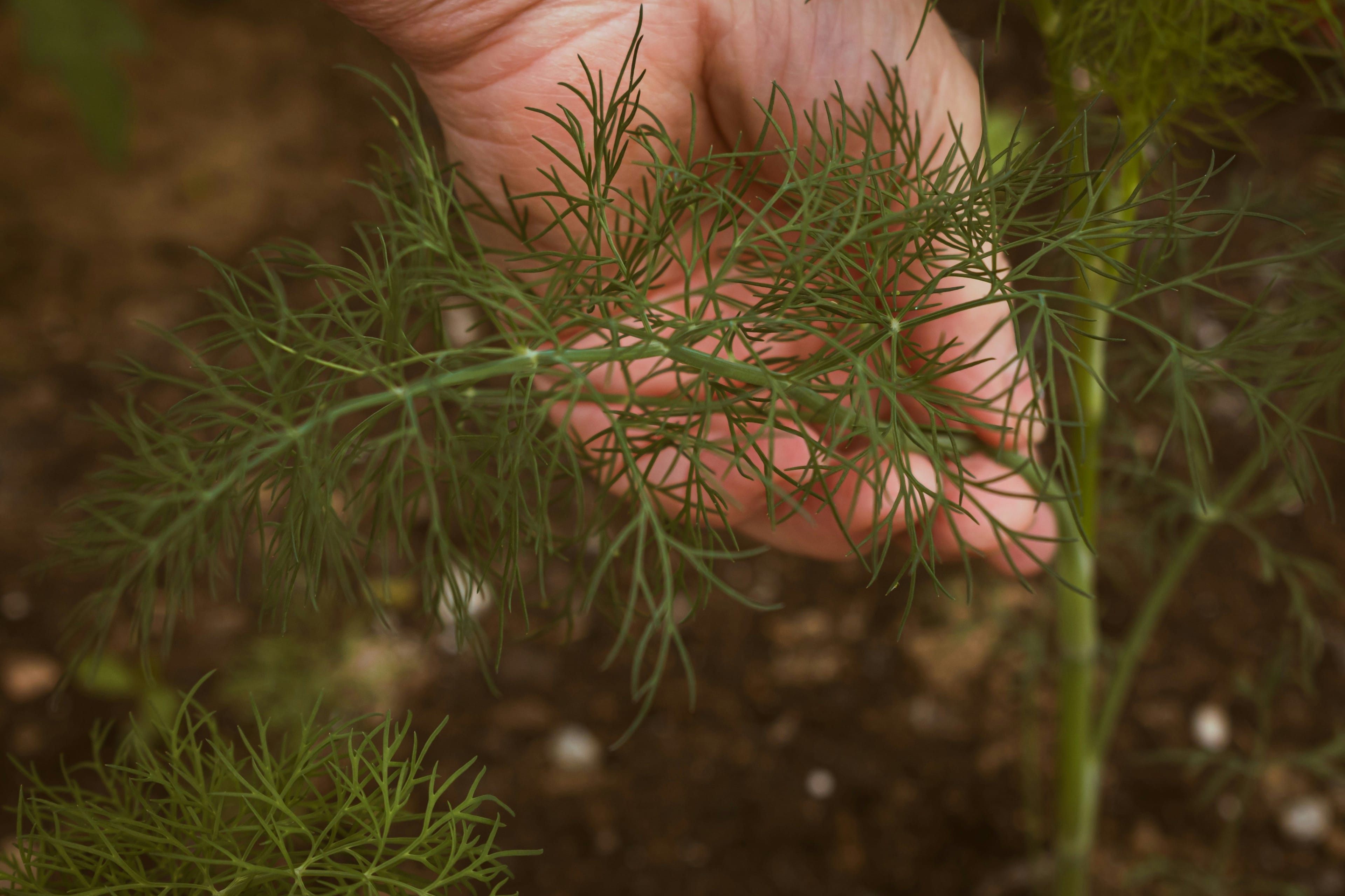 Mano acariciando planta de Eneldo