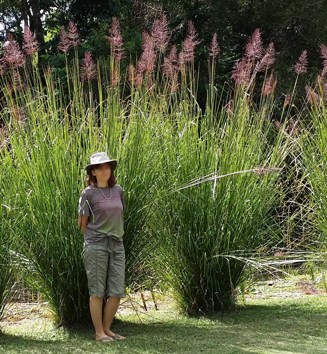 Mujer posando para una foto al lado de dos plantas de Vetiver en floración