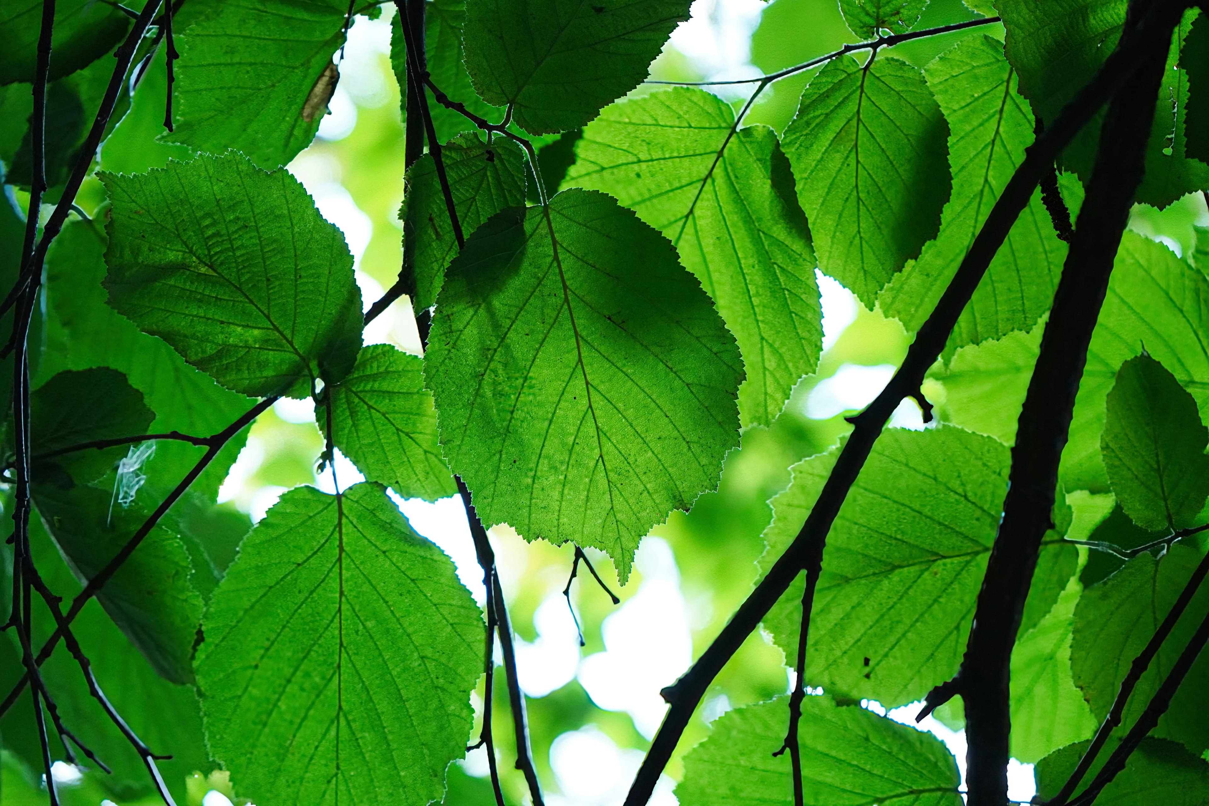 Hojas de avellano a contraluz