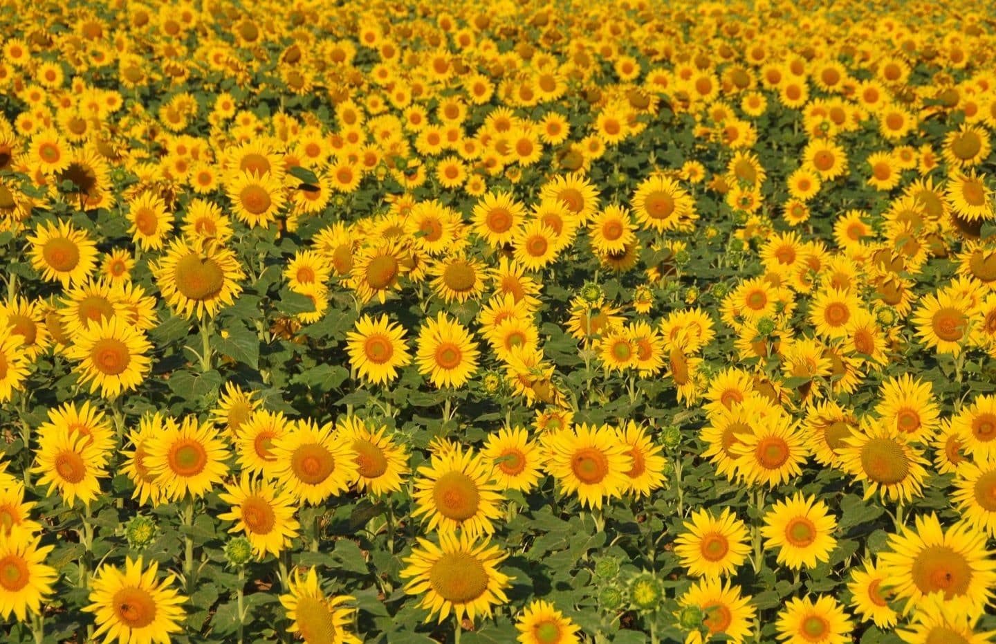 Campo de girasoles en plena floración