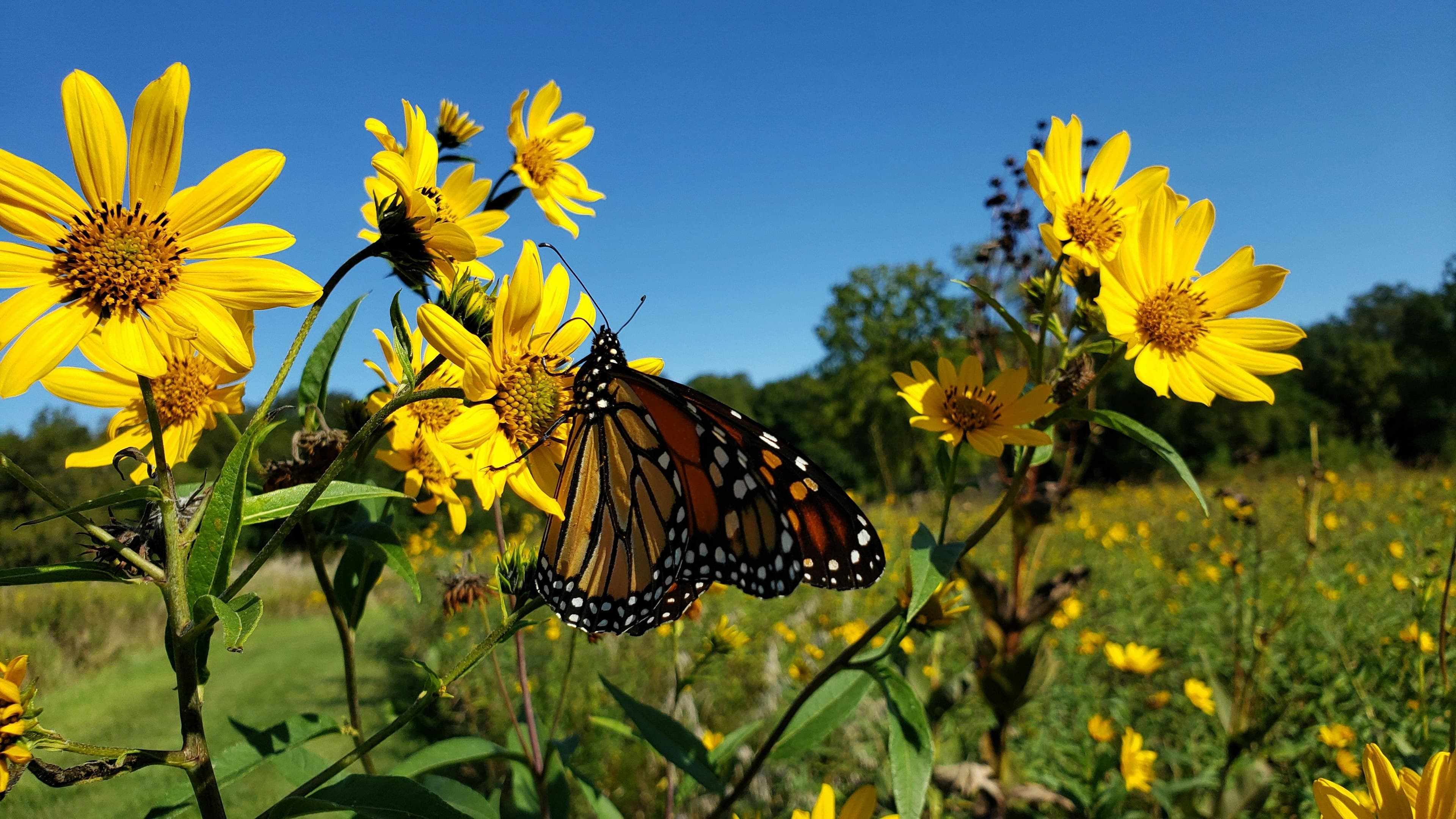 Flores de Tupinambo con una mariposa posada.