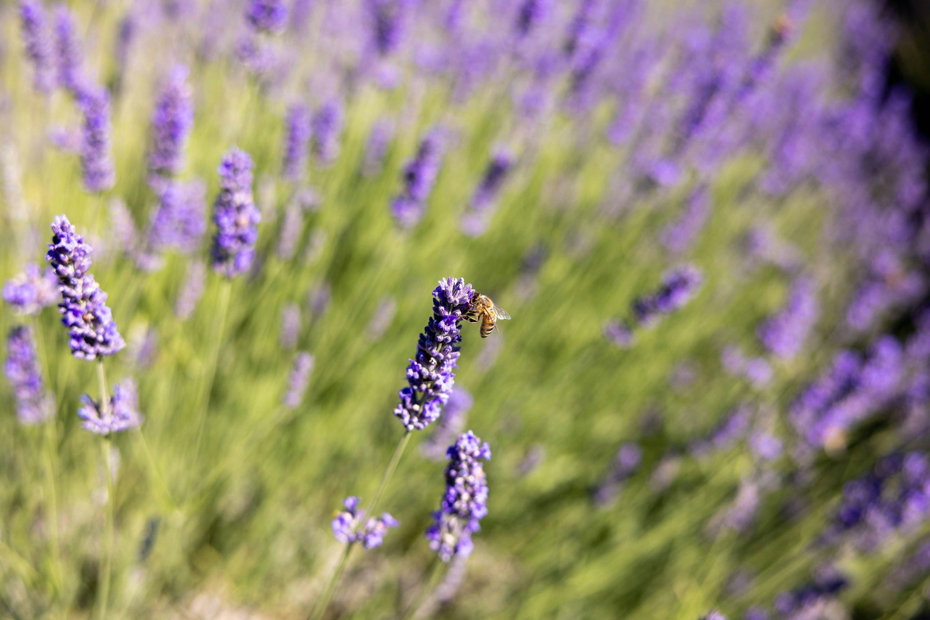 Campo de lavanda con una abeja posada en una de las flores
