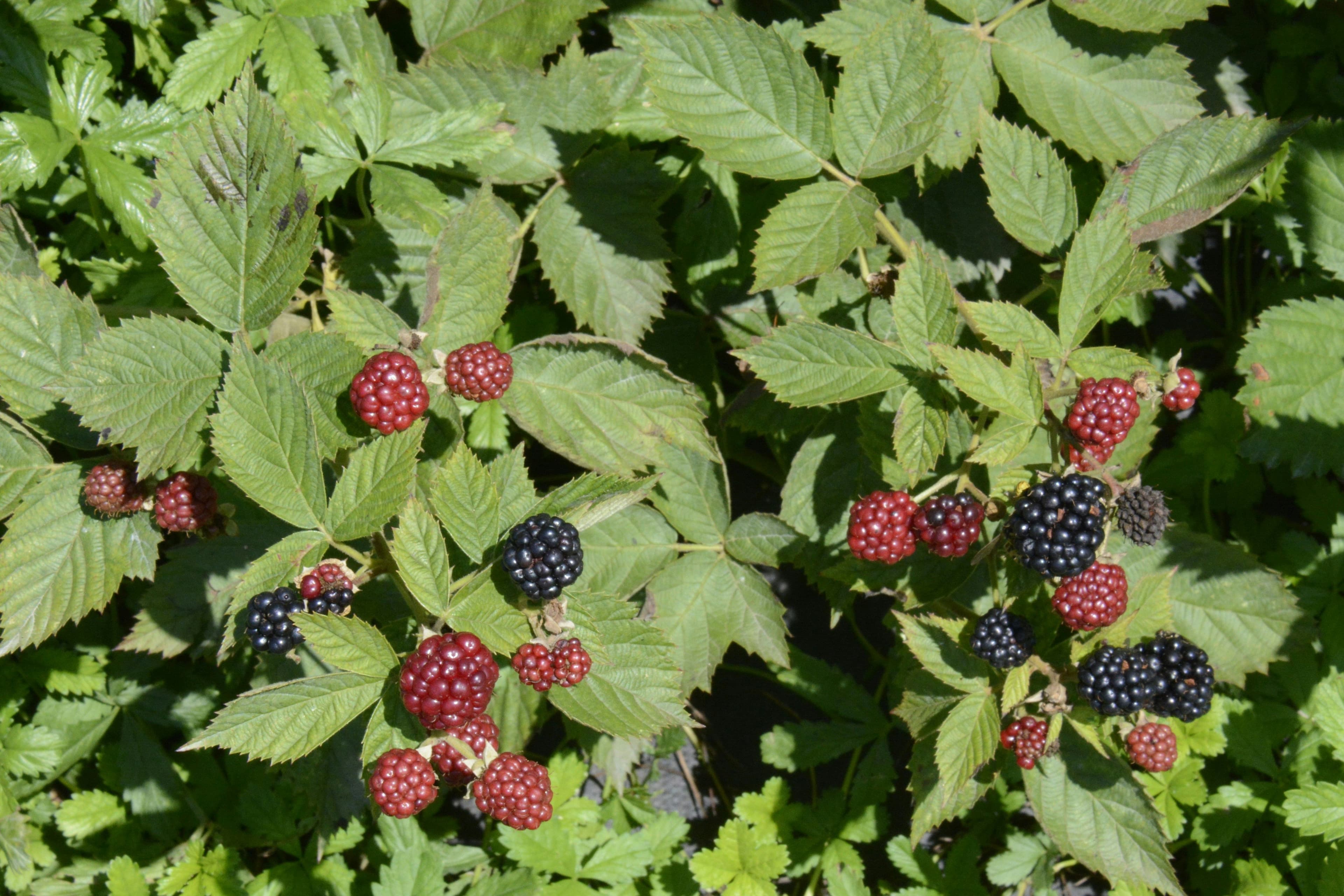 Frutos de mora en su planza de Zarzamora
