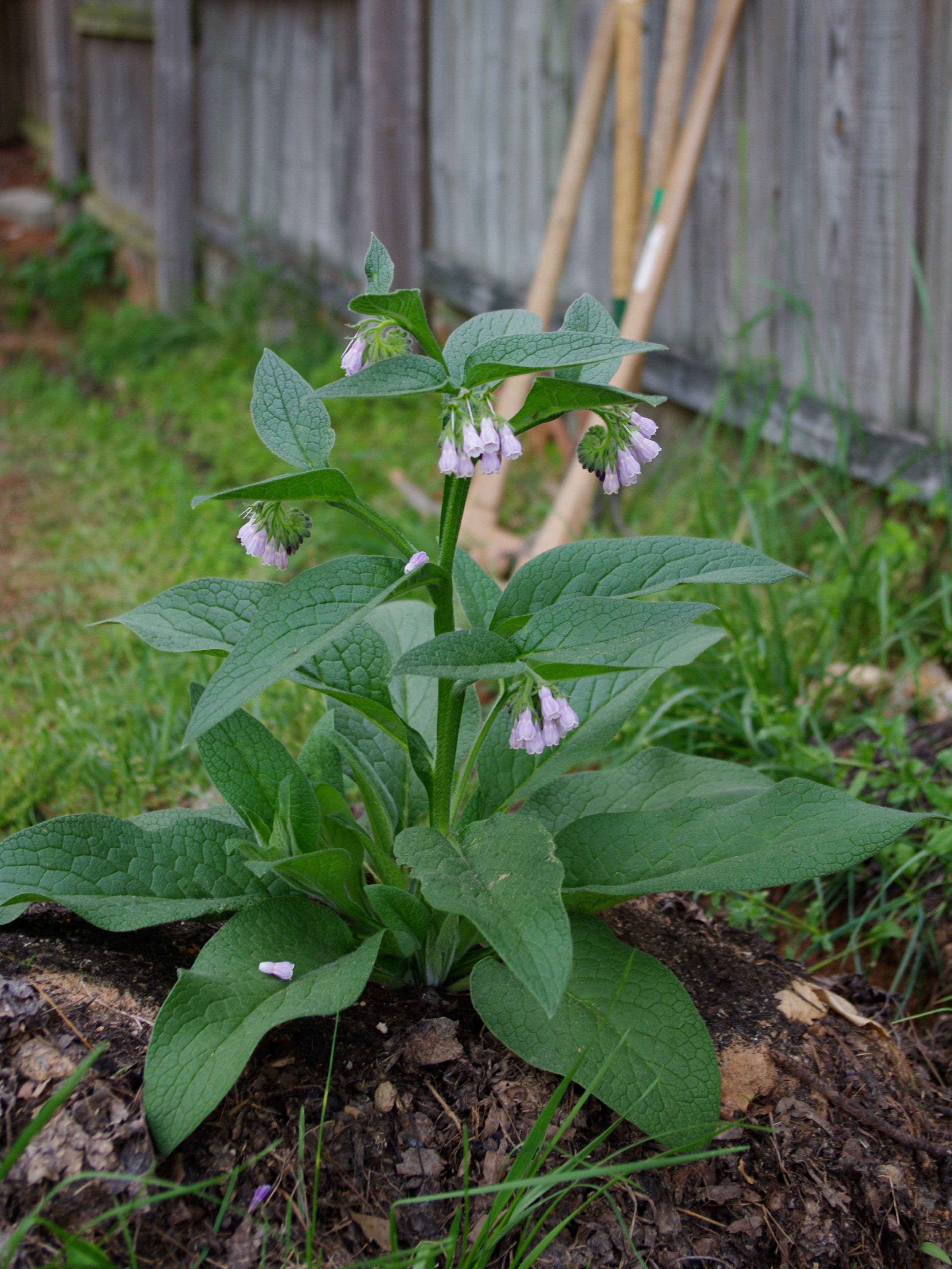 Planta joven de consuelda rusa empezando floración