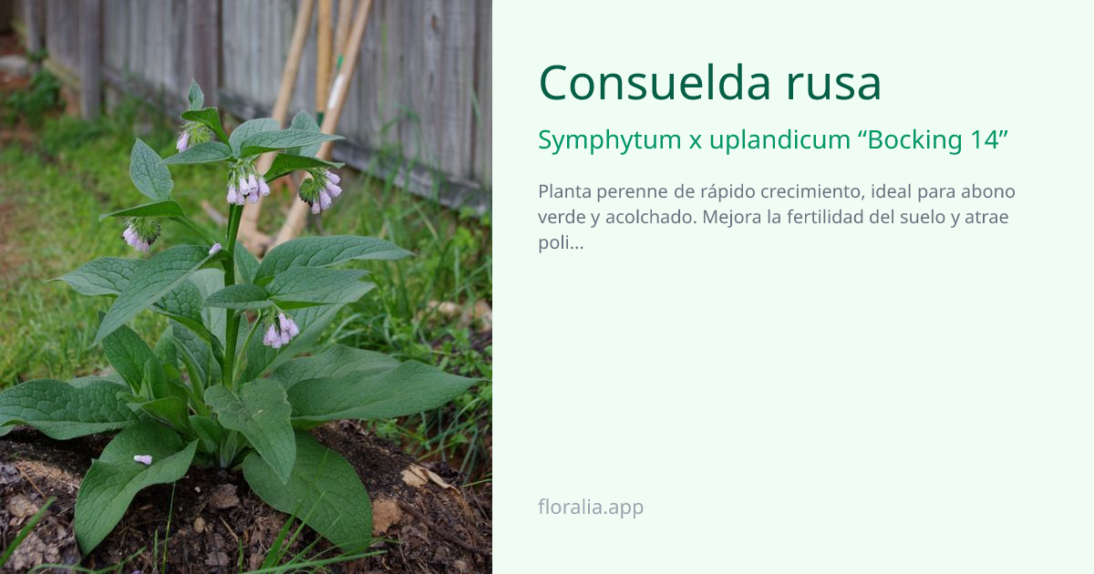 Consuelda rusa (Symphytum x uplandicum “Bocking 14”) - Ficha de planta ...